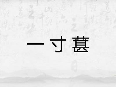 一寸葚